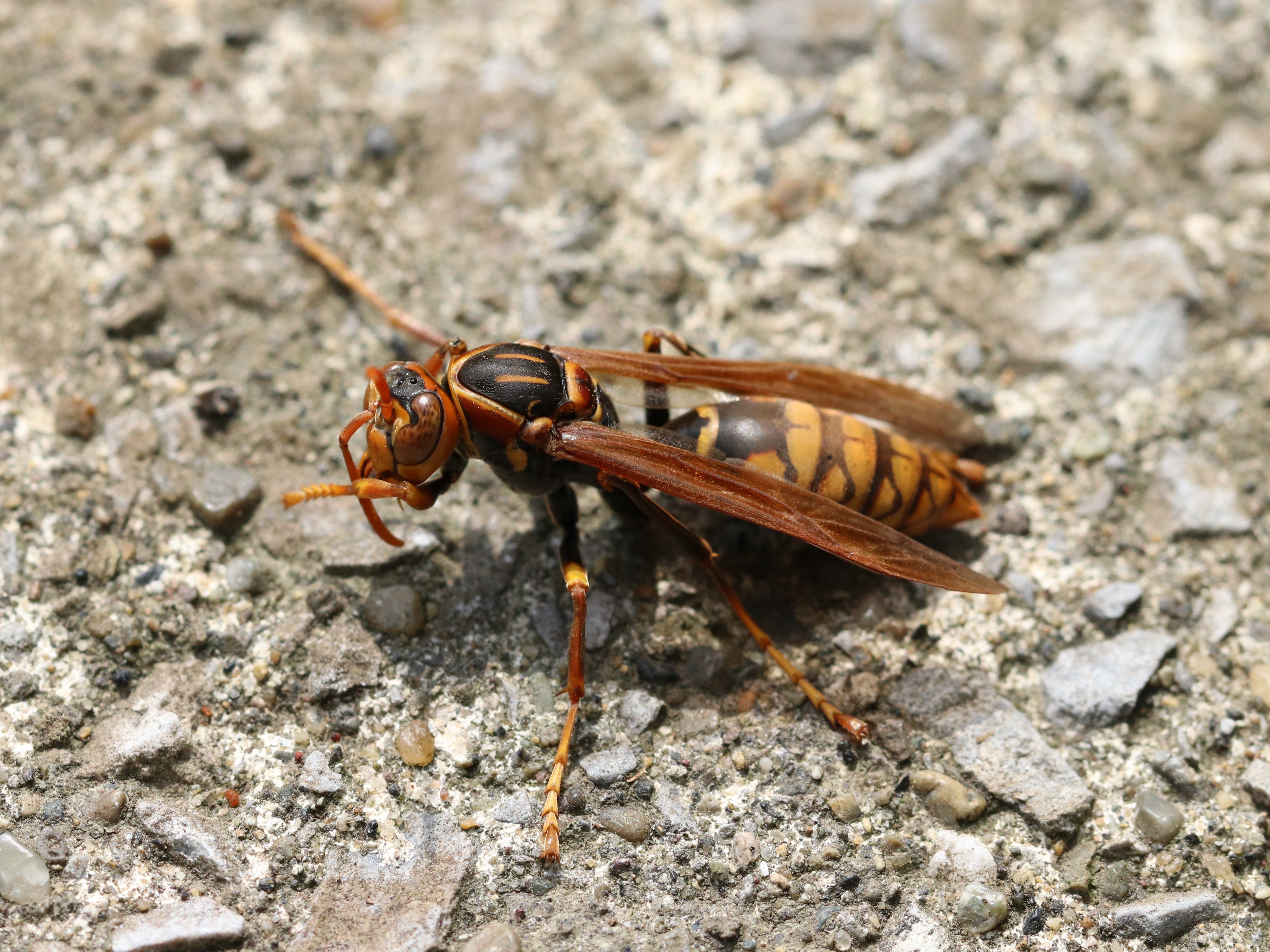 gUZOAViKo`